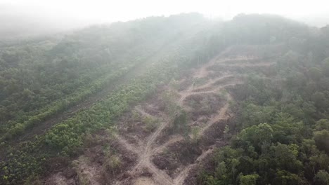 Für-Die-Entwicklung-Werden-Wälder-Abgeholzt.